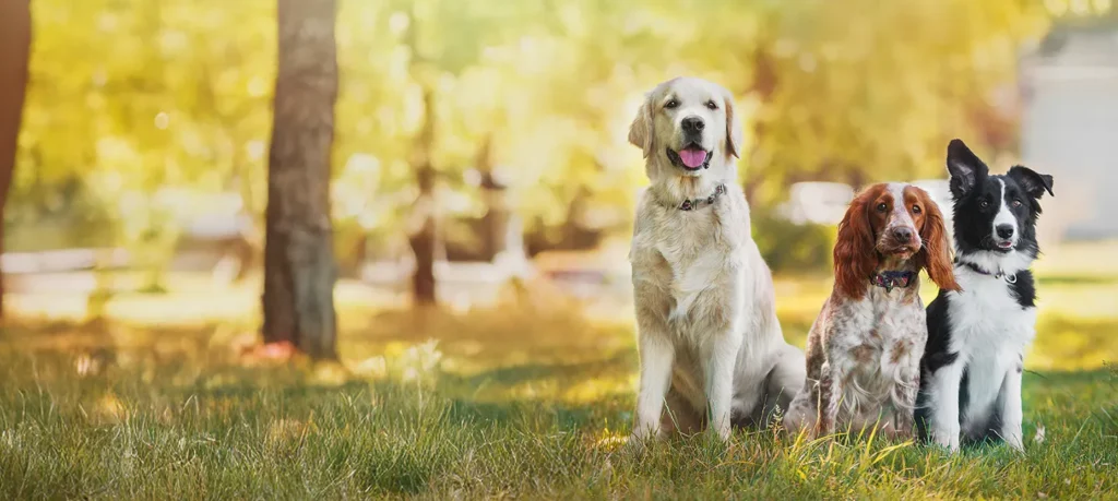Predyspozycje rasowe w dermatologii